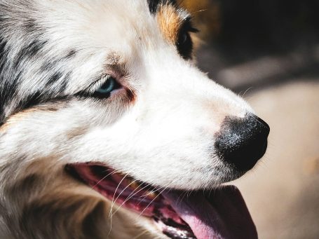 l'éducation canin, formation chien passe aussi par la patience pour tout le temps