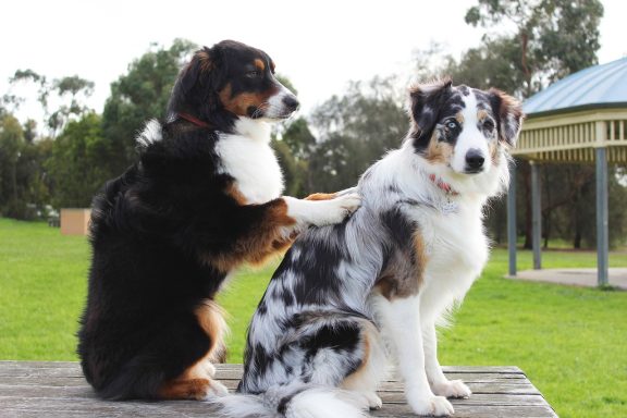 massages canin, bien être chien, chiens âgés